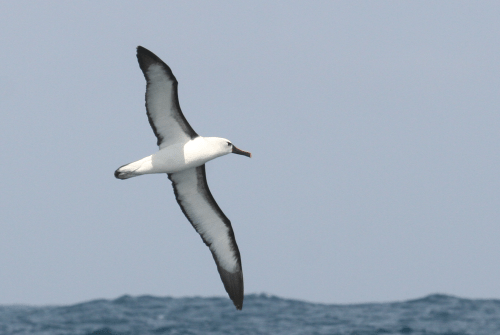 Atlantic-Yellow-nosed-Albat