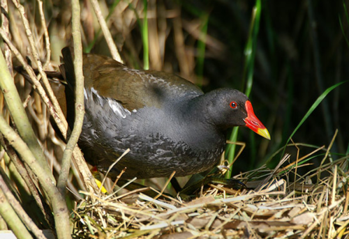 common-gallinule