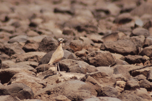 Cream-coloured-Courser