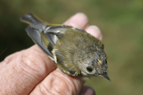 Goldcrest-juv