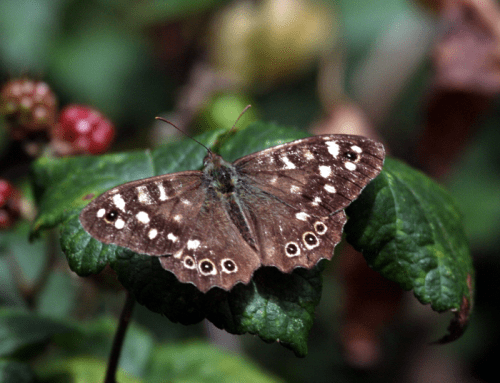 Speckled-Wood