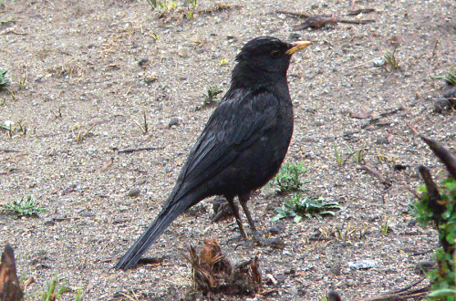Tibetan-Blackbird
