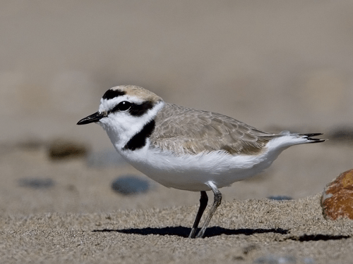 western-snowy-plover