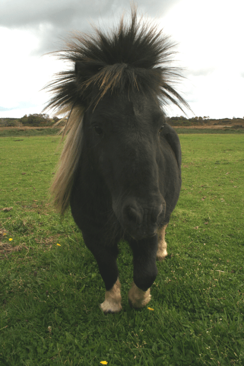 Shetland-Pony