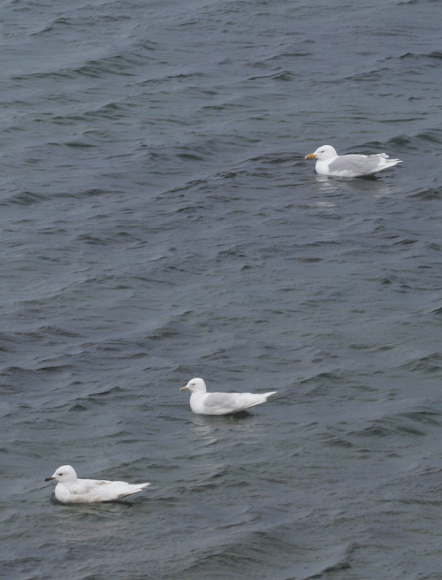 _0425-Iceland-Glaucous