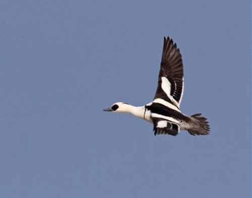 Drake-Smew