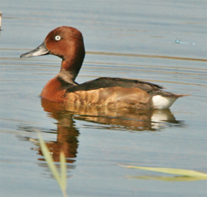 ferruginous-duck