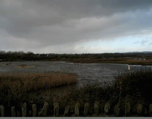 IMG_2376-Lodmoor