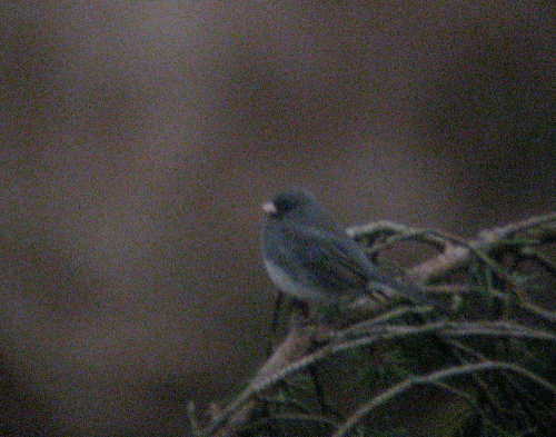 IMG_2401-Junco