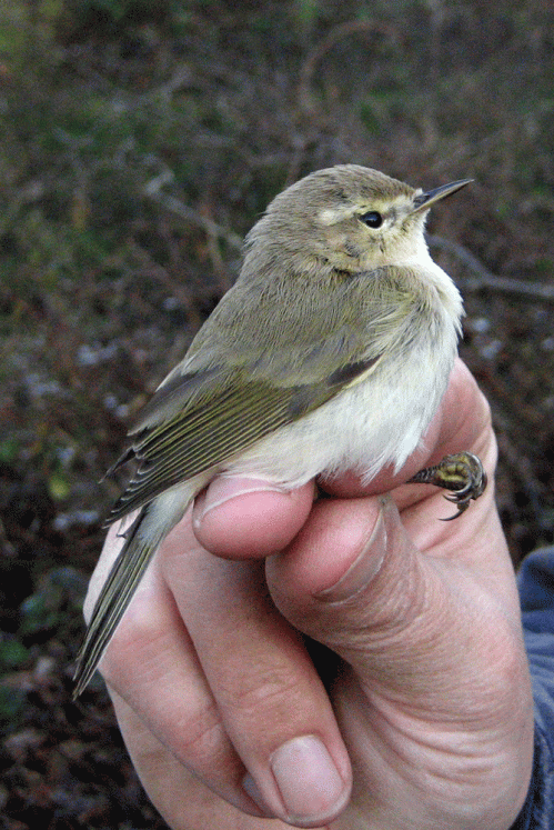 IMG_2440-eastern-Chiffchaff
