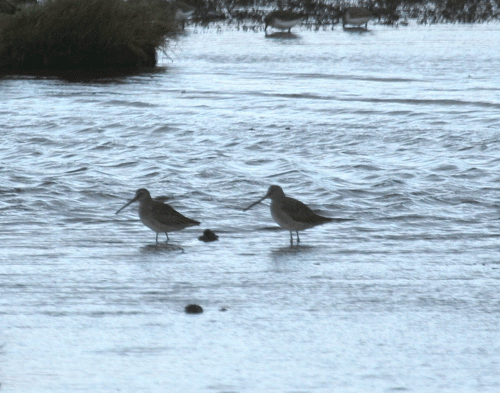 IMG_8782-LB-Dowitchers