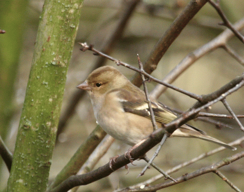 IMG_8811-Chaffinch-fem