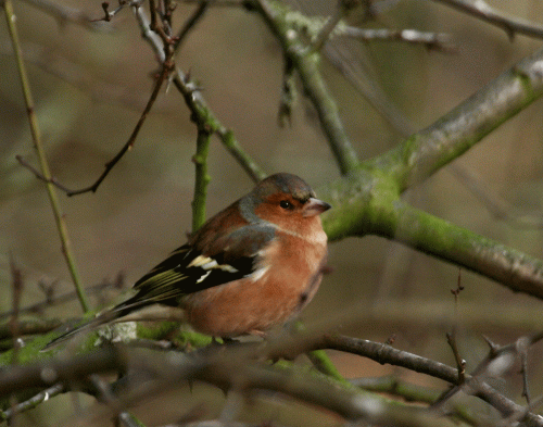 IMG_8822-Chaffinch-2