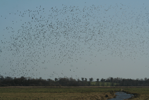 IMG_8859-Golden-Plovers