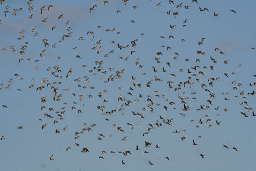 IMG_8879-Golden-Plovers