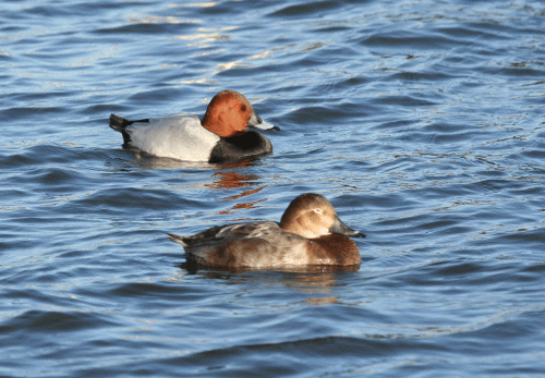 IMG_8892-Pochards