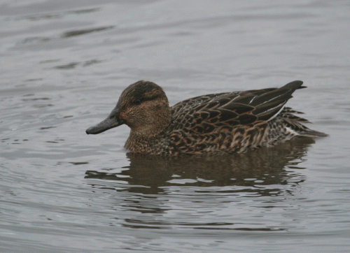 IMG_8959-Teal-female
