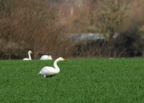 IMG_8993-Whooper