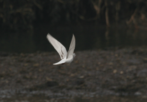 IMG_9198-Glaucous-Pigeon