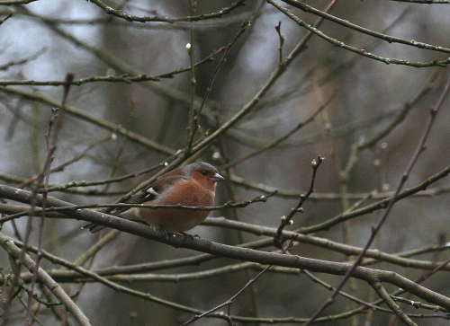 IMG_9221-Chaffinch
