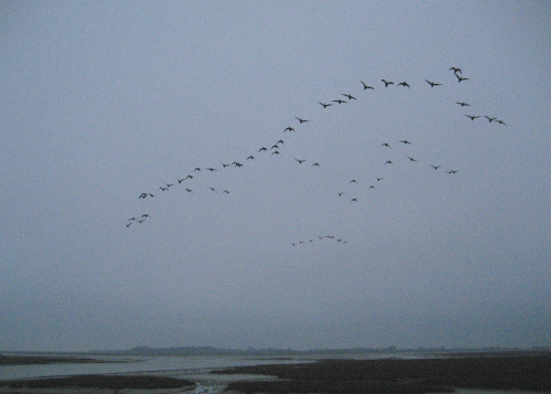 IMG_0046-Pagham-Brents