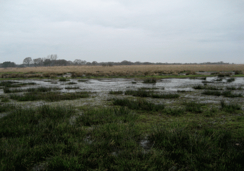 IMG_0067-Supressor's-Pond