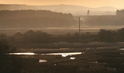 IMG_9235-Coombe-Heath