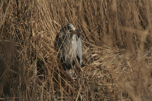 IMG_9241-Grey-Heron