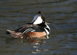 IMG_9246-Hooded-Merganser