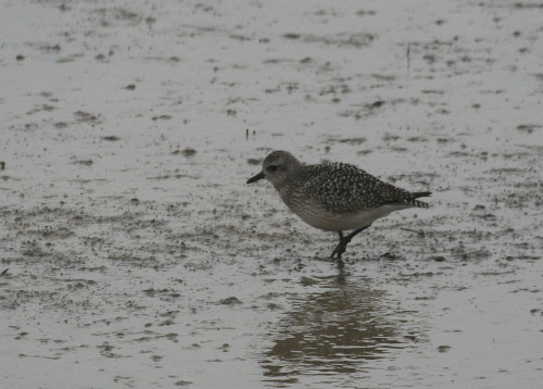 IMG_9261-Grey-Plover
