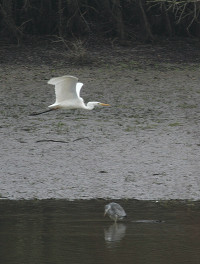 GWW are now placed in the genus Ardea, the same as the Grey Heron in this photo. All other white egrets are placed in Egretta.