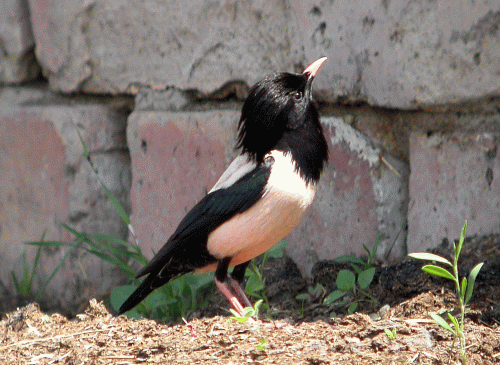 296-rosy-starling-kaz-20050
