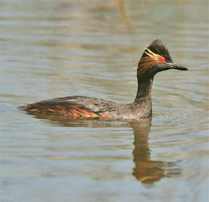 black-necked-grebe