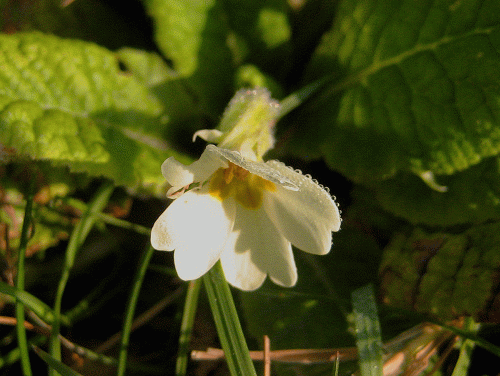 IMG_0212-Primrose