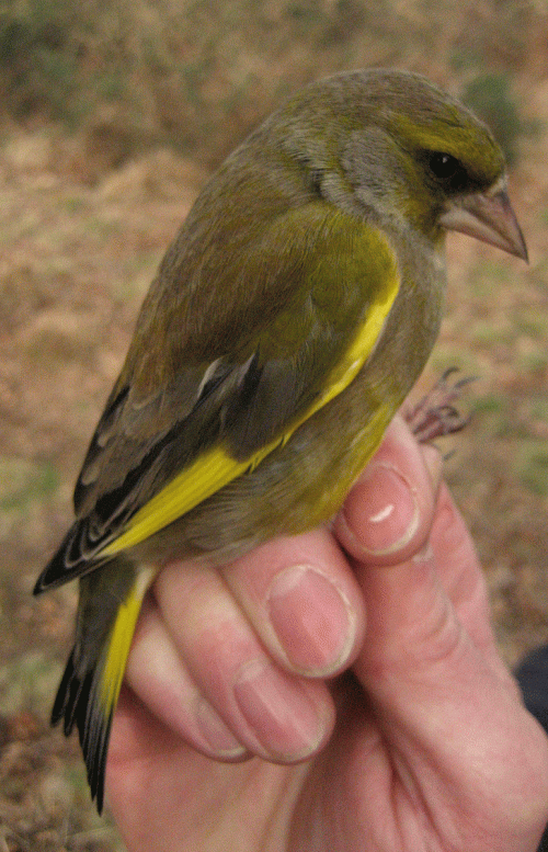 IMG_0242-Greenfinch