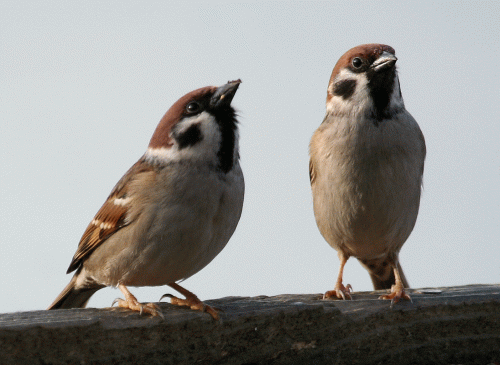 IMG_9880-Tree-Sparrow