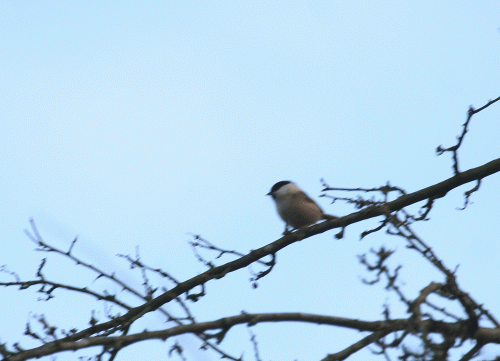 IMG_9895-Willow-Tit