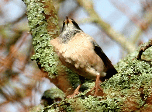 IMG_9907-RC-Starling