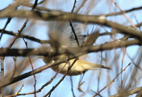 IMG_9963-'Siberian'-Chiffch