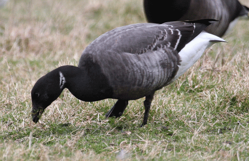 IMG_9985-Ist-year-Brent