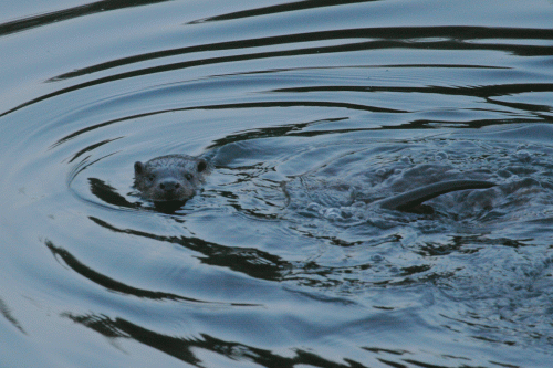 Otter-2