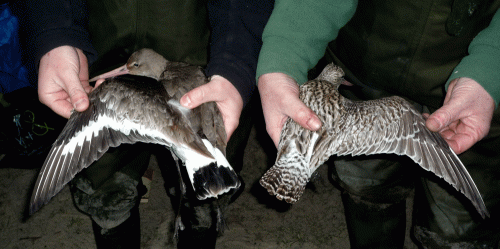 P1090557-Blackwit-Barwit