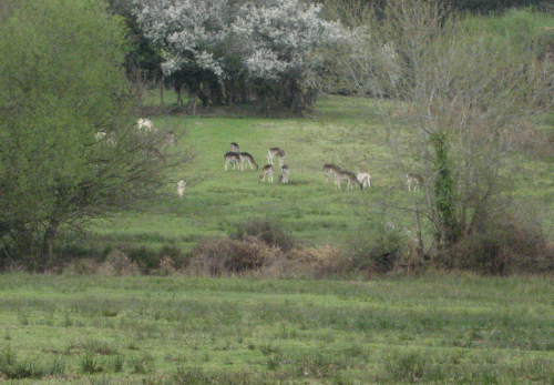 IMG_0514-Fallow-Deer