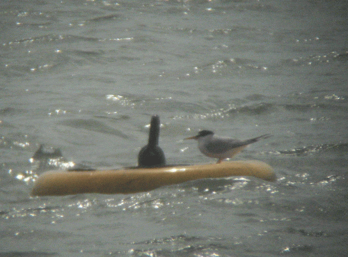 IMG_0669-Little-Tern