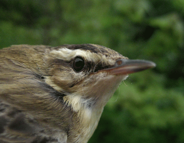 Sedge Warblers are usually encountered in wetland habitats but can be seen on migration in scub and low vegetation.
