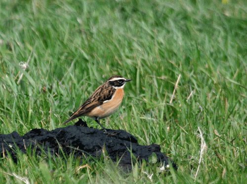 IMG_1179-Whinchat