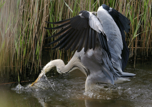IMG_1406-Grey-heron
