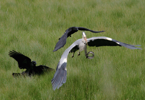 IMG_1429-Grey-Heron-and-Cro