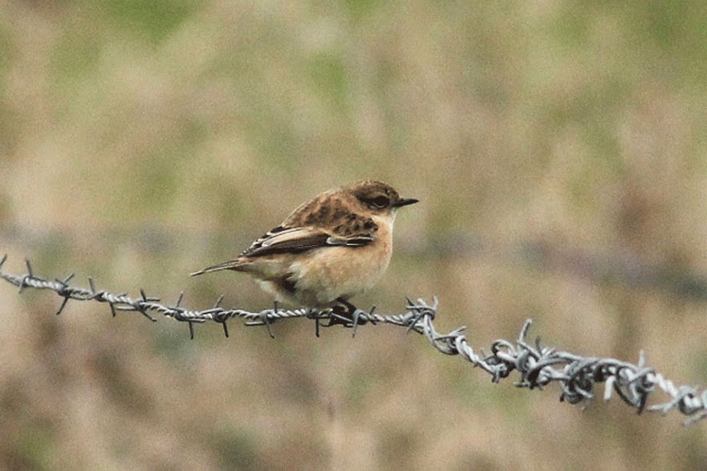 IMG_2337-Brett-Sibe-Stonech