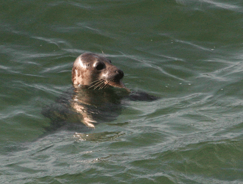IMG_3151-Common-Seal-&-flat